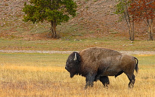 American Buffalo roaming in open field during day time